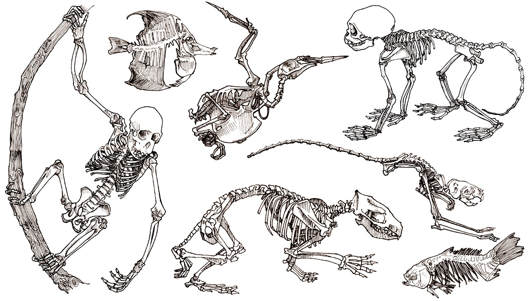 Шимпанзе передняя конечность. Скелет человекообразной обезьяны. Скелеты разных животных. Скелеты разных животных для детей. Скелет шимпанзе.